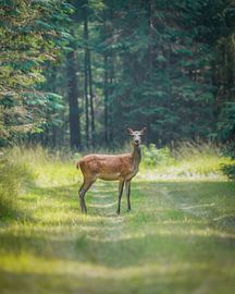 Rotwild auf der Veluwe von Tom Zwerver
