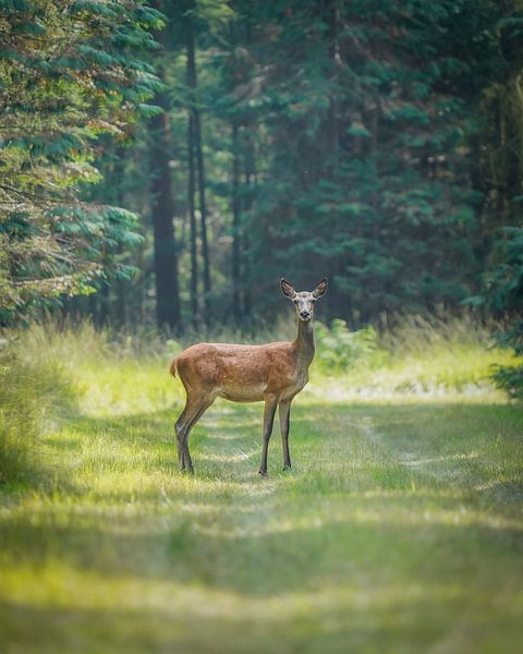 Edelhert op de Veluwe van Tom Zwerver