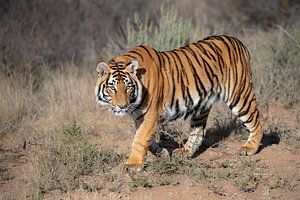 Junger Tiger zu Fuß von Jos van Bommel