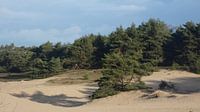Wekeromse zand Lunteren