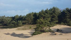 Wekeromse zand Lunteren