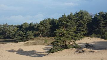 Wekeromse zand Lunteren van Veluws