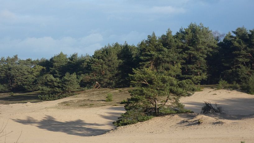 Wekeromse zand Lunteren by Veluws