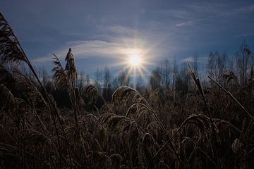 Strahlender Sonnenschein an einem kalten Wintertag von Koen Blancquaert