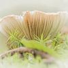 Pastel Mushroom by Yvonne Blokland