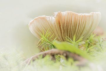 PastelPaddenstoel van Yvonne Blokland