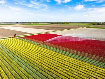 Tulpen auf einem mit einem landwirtschaftlichen Sprinkler besprühten Feld von Sjoerd van der Wal Fotografie