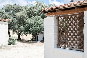Les oliviers de la ferme