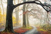 Het herfstpad van Lars van de Goor thumbnail