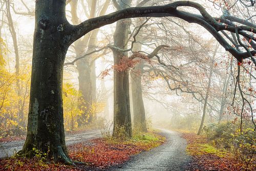 The autumn path
