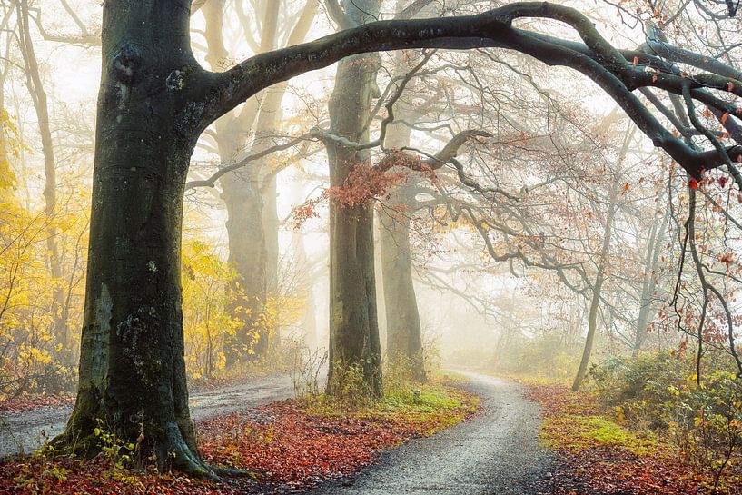 The autumn path by Lars van de Goor