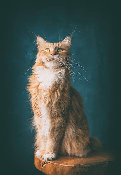 portrait animalier d'art red tabby maine coon par mirka koot