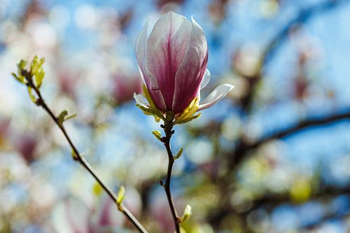 Magnolia