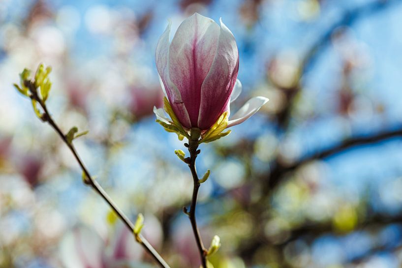 Magnolia by Luis Emilio Villegas Amador