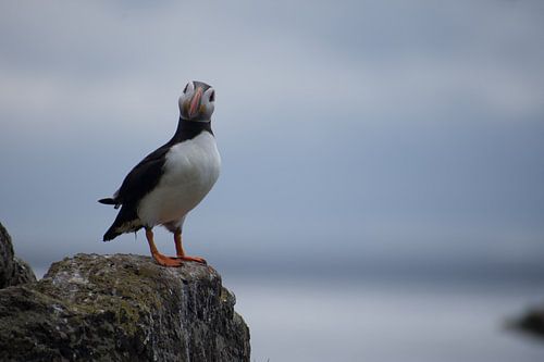 Hi there! I'm Puffin.