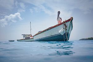 Pélican Curaçao
