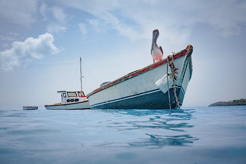 Pélican Curaçao par Bfec.nl