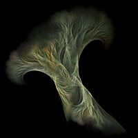 Trees or Roots?