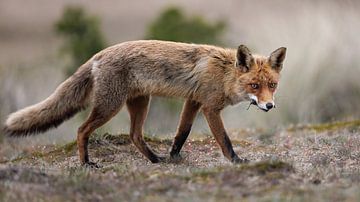 Big brother fox goes to deliver a snack by Patrick van Bakkum