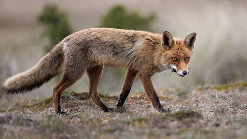 Grote broer vos gaat een hapje afleveren