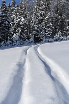 Een pad in de sneeuw van Claude Laprise