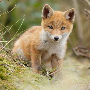 Portret van jonge vos van Menno Schaefer