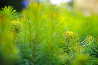 Dreamier Greeneries