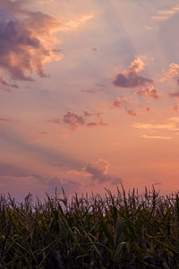 Bunter Himmel in der Morgendämmerung - Sonnenaufgang über einem Maisfe