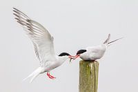 Common terns