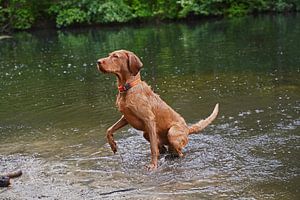 Wasserspiele am See mit einem braunen Magyar Vizsla Drahthaar Hund .
