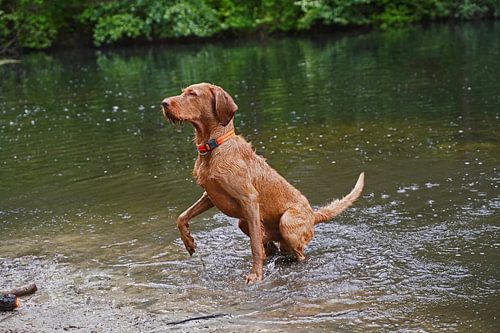 Waterspelletjes aan het meer met een bruine Magyar Vizsla ruwharige hond .