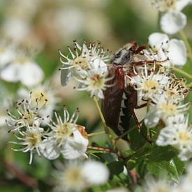 Field cockchafer by Matthias Brix