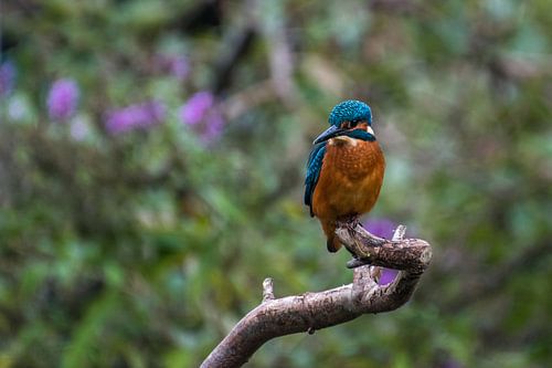 Kingfisher