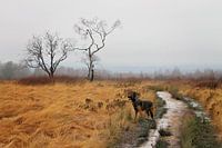 Cosmo in zijn element