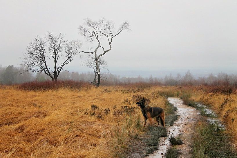 Cosmo in zijn element by Nikki Ickx