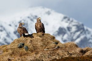 Couple de pygargues à tête blanche en point de mire