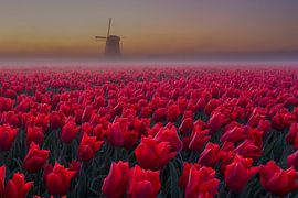 Tulpen met molen in de mist van Annemieke Sirre