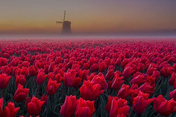 Tulipes et moulin dans la brume