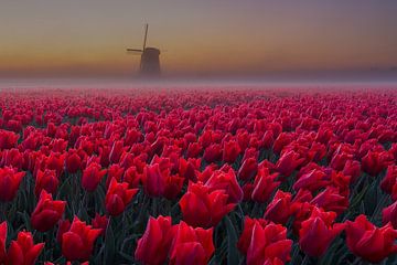 Tulpen mit Windmühle im Nebel von Annemieke Sirre