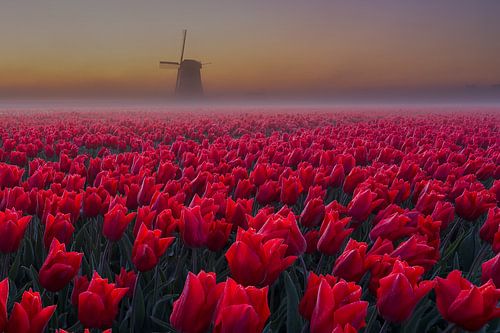 Tulipes et moulin dans la brume