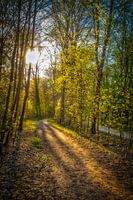 lonely forest path backlit with sunbeams in springtime