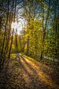 lonely forest path backlit with sunbeams in springtime by Dieter Walther thumbnail