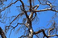 bare canopy