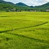 Verstopt tussen de rijstvelden in Vietnam. van Niels Rurenga