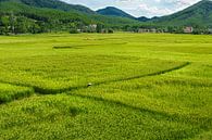 Verstopt tussen de rijstvelden in Vietnam. van Niels Rurenga thumbnail