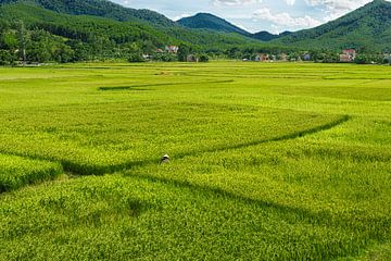Verstopt tussen de rijstvelden in Vietnam.