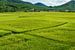 Verstopt tussen de rijstvelden in Vietnam. van Niels Rurenga