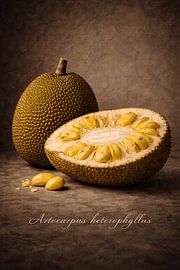 Jackfruit .Artocarpus heterophyllus by Bert Quaedvlieg