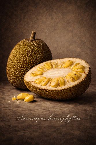 Nangka .Artocarpus heterophyllus