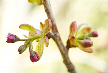 Jeune myrte de Crape II - (Lagerstroemia) Blossoms II sur Iris Holzer Richardson